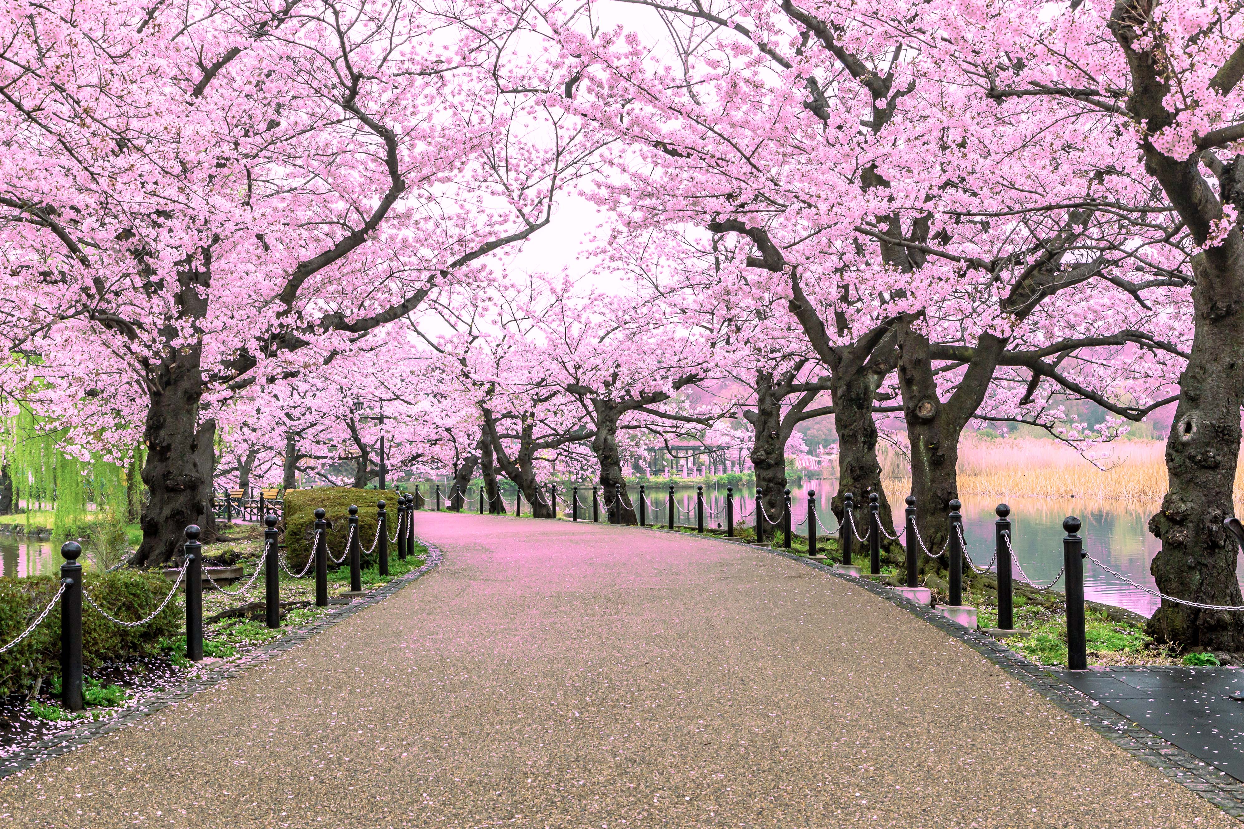 Where and when to see cherry blossom trees