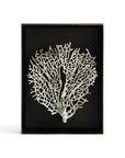 Michael Aram Fan Coral Shadow Box
