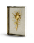 Michael Aram Venus Comb Shell Fabric Shadow Box