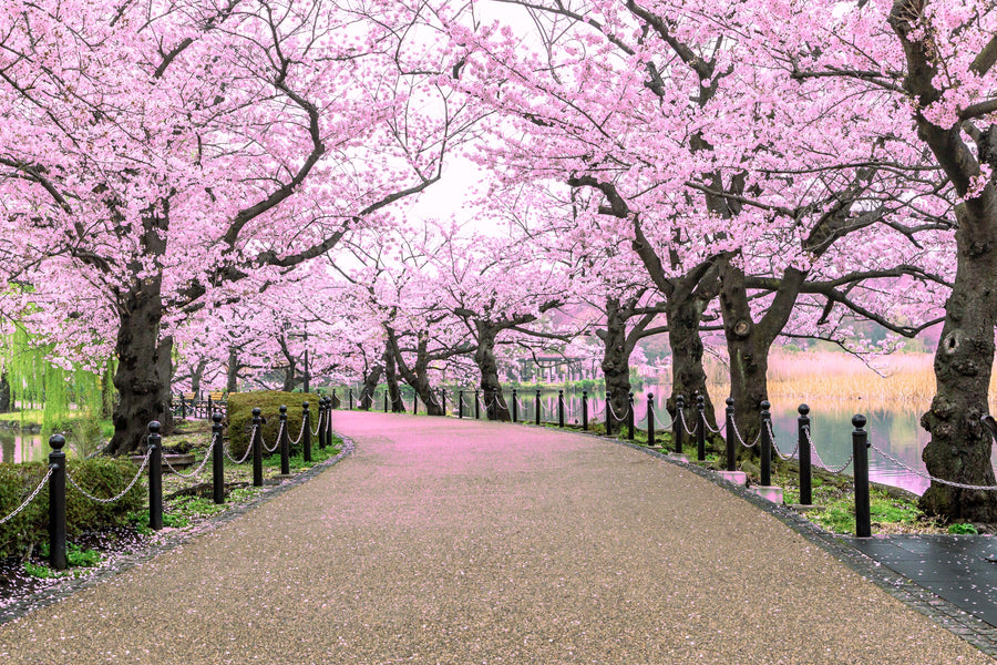 Cherry Blossom Meaning - Michael Aram