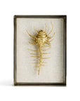 Michael Aram Venus Comb Shell Fabric Shadow Box